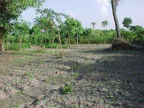 The Yuna women's Kafoo Garden Project 3